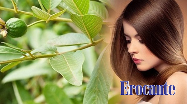 Cách trị rụng tóc với lá ổi đơn giản hiệu quả