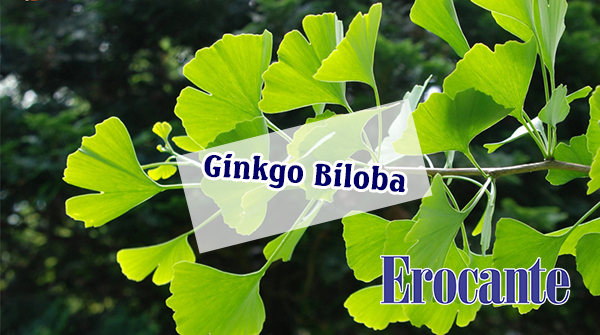 Chiết xuất lá bạch quả