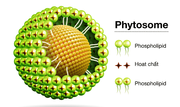 Công nghệ Phytosome - Công nghệ bào chế tiên tiến hiện đại hàng đầu