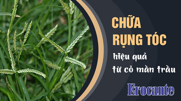 Chữa rụng tóc bằng cỏ mần trầu